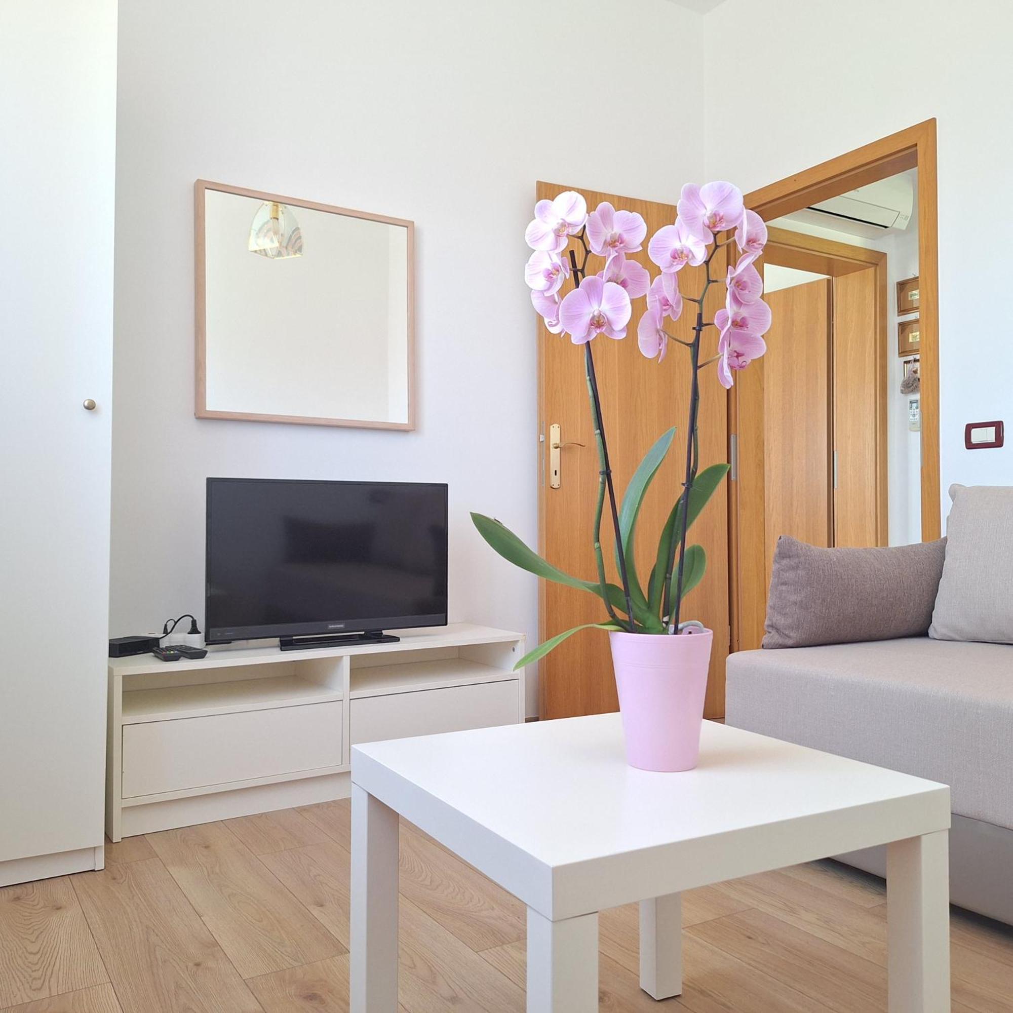Apartment Mita Grožnjan Buitenkant foto
